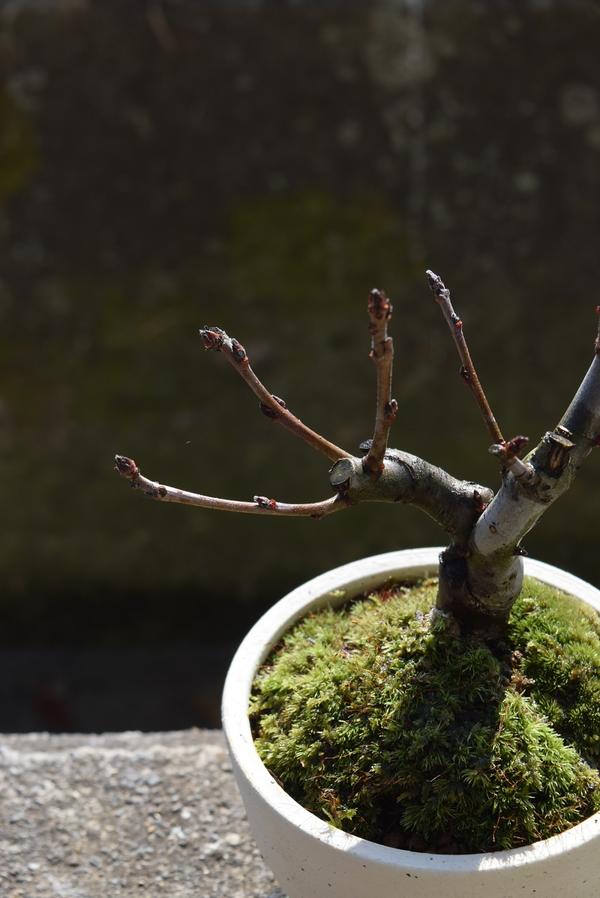 4月色折お花見が楽しめます21年歳振興ミニ盆栽スイシ海棠ハナカイドウサクラ盆栽 Daemlu Cl