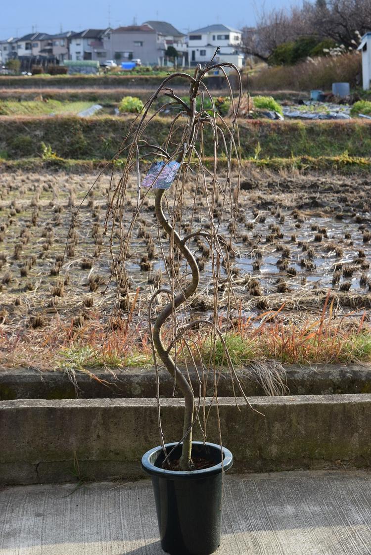 22年開花予定おすすめの 風情のあるしだれ桜苗 シダレ桜 1 5m 大苗 自宅のシンボルツリーに 大きいしだれ桜おすすめの シダレ桜です ブランド買うならブランドオフ