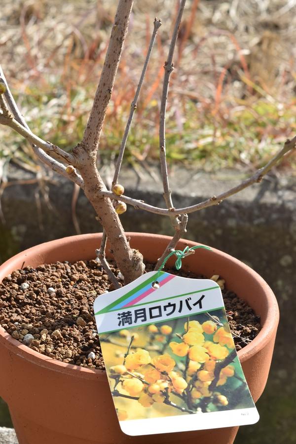 楽天市場 年1月 2月開花花芽つき 満月ロウバイ鉢植え蝋梅 ロウバイ蝋梅のお花からとてもいい香りします 満月ロウバイ素焼き鉢植え満月蝋梅 まんげつろうばい 園芸百貨店何でも揃うこぼんさい