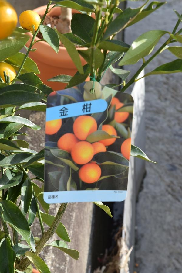 2018年9月中頃入荷きんかん果樹実付ですキンカンプラ鉢植え金柑