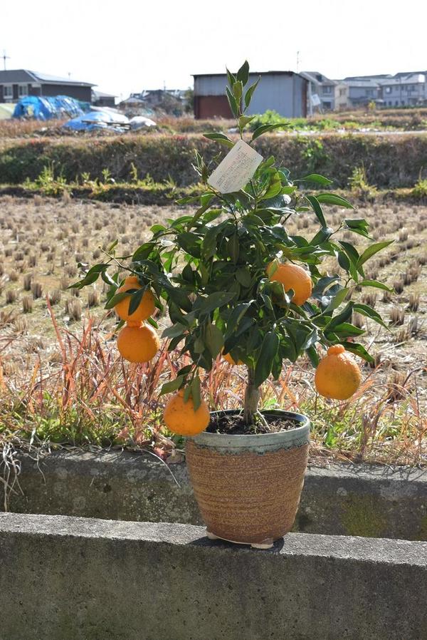 楽天市場 育てるデコポン鉢植みかんの木不知火鉢植え実がついています ビタミンcは 免疫力アップ ミカン鉢植え 園芸百貨店何でも揃うこぼんさい