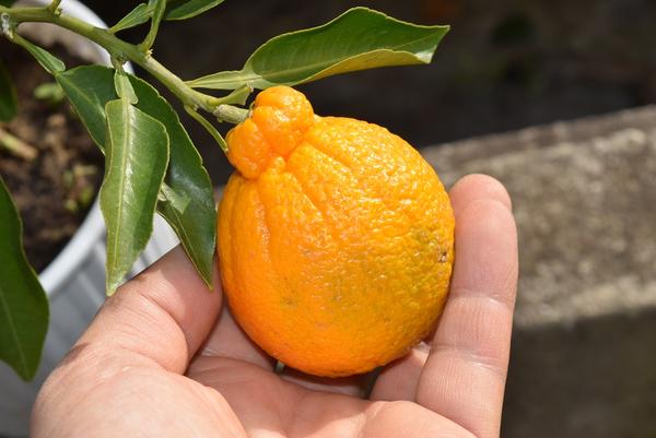 楽天市場 育てるデコポン鉢植みかんの木不知火鉢植え実がついています ビタミンcは 免疫力アップ ミカン鉢植え 園芸百貨店何でも揃うこぼんさい