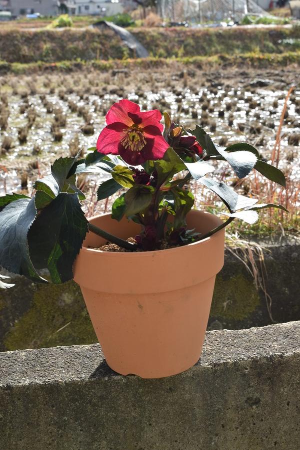 楽天市場 年クリスマスローズ1月 2月開花見込みピンクニゲルクリスマスローズ氷の薔薇 鉢植えニゲルのレッド花 園芸百貨店何でも揃うこぼんさい