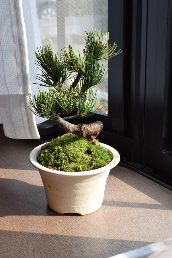 楽天市場】五葉松 ポット ミニ 松 吾妻五葉松3年生 : 園芸百貨店