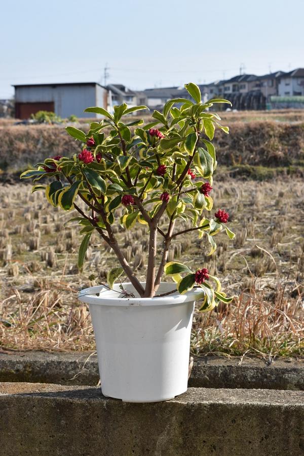 楽天市場 香りと斑入りのお花の楽しむ沈丁花22年3月開花花芽あり前島沈丁花苗 大苗の沈丁花ですジンチョウゲ覆輪沈丁花前島 サイズどっしり6号サイズ 鉢植えでも 地植えでも香りが楽しめます 園芸百貨店何でも揃うこぼんさい