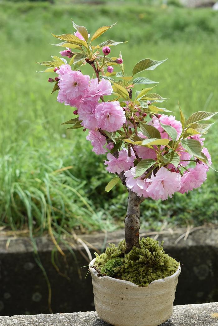 楽天市場 自宅でお花見21年4月に開花八重桜関山桜 八重桜盆栽 ピンクの桜4月中頃に開花します桜盆栽 園芸百貨店何でも揃うこぼんさい