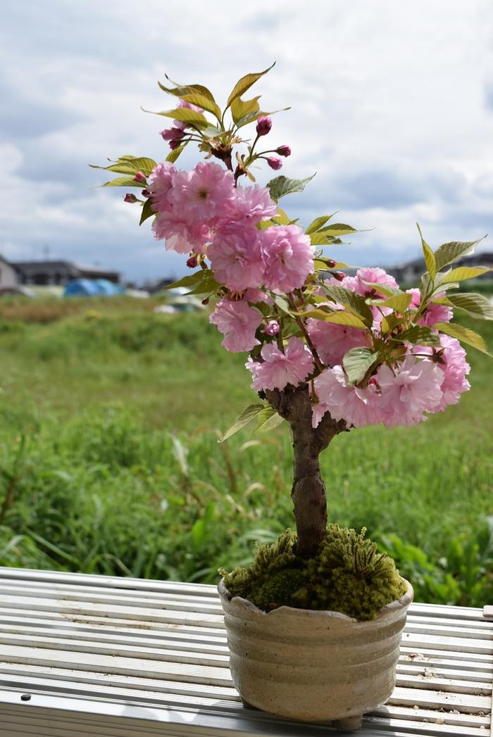 21年令4月球中頃盛る図る ピンク盆栽 関山桜 八重桜盆栽 Sgsi Com Sg