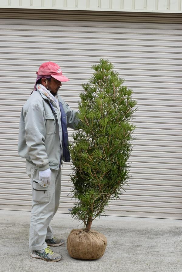 楽天市場】【一点もの】コウヤマキ(高野槙、高野槇 )12号 樹高1.2m(鉢