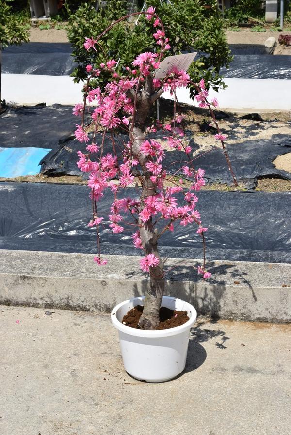 楽天市場 菊しだれ桃ハナモモ 21年開花 庭木苗 菊桃しだれ桃 桃 桃の花モモ は邪気を払うとされ 子供の健やかな成長を願って飾ったことが桃の節句の由来となっています 園芸百貨店何でも揃うこぼんさい