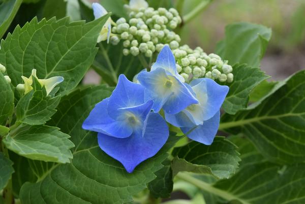 楽天市場 アジサイ ブルースカイ アジサイ 鉢植 ７月以降のお届けは 開花が終了しており 剪定後の状態でのお届けになります 園芸百貨店何でも揃うこぼんさい