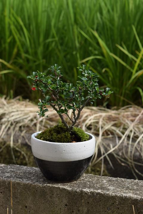 楽天市場 お祝い事のプレゼントに敬老の日や誕生日のプレゼントに 長寿梅盆栽 ミニ盆栽 可愛い盆栽 園芸百貨店何でも揃うこぼんさい