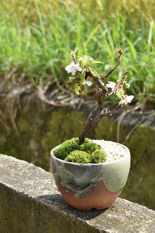 楽天市場 冬にも咲く桜十月桜盆栽二期咲き桜十月サクラ信楽鉢入り十月桜盆栽 二期桜盆栽 園芸百貨店何でも揃うこぼんさい