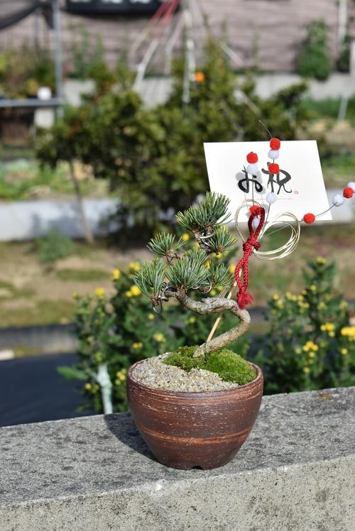 楽天市場】五葉松盆栽【盆栽】樹齢8年もの 小品盆栽 : 園芸