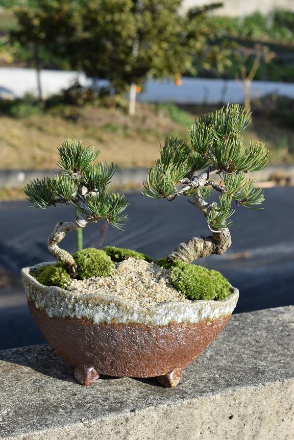 寄せ植え五葉松盆栽 寄せ植え盆栽夫婦盆栽 園芸百貨店何でも揃うこぼんさい お祝い用の プレゼントにおすすめ 祝盆栽 盆栽 盆栽