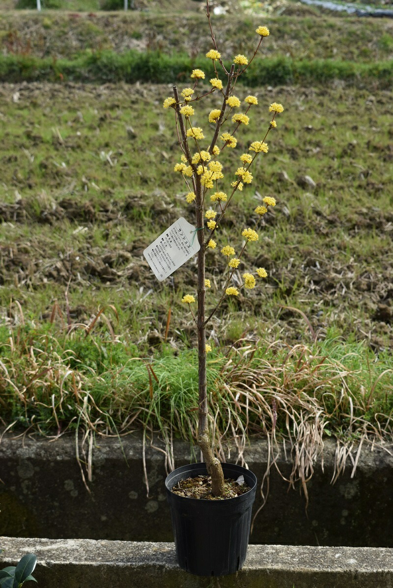 楽天市場】2024年花芽有大実サンシュユ苗 ショリコ山茱萸（サンシュユ）さんしゅゆ苗 : 園芸百貨店何でも揃うこぼんさい