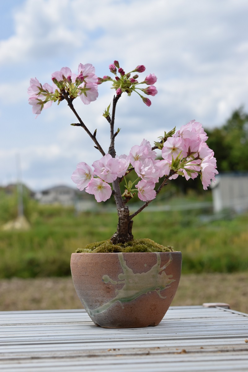 楽天市場 年これで今年はお花見しよう 桜盆栽 サクラ盆栽 自宅でお花見 桜 盆栽 自宅でお花見 さくら盆栽の桜ベランダ でもリビングでも桜を見る盆栽 園芸百貨店何でも揃うこぼんさい