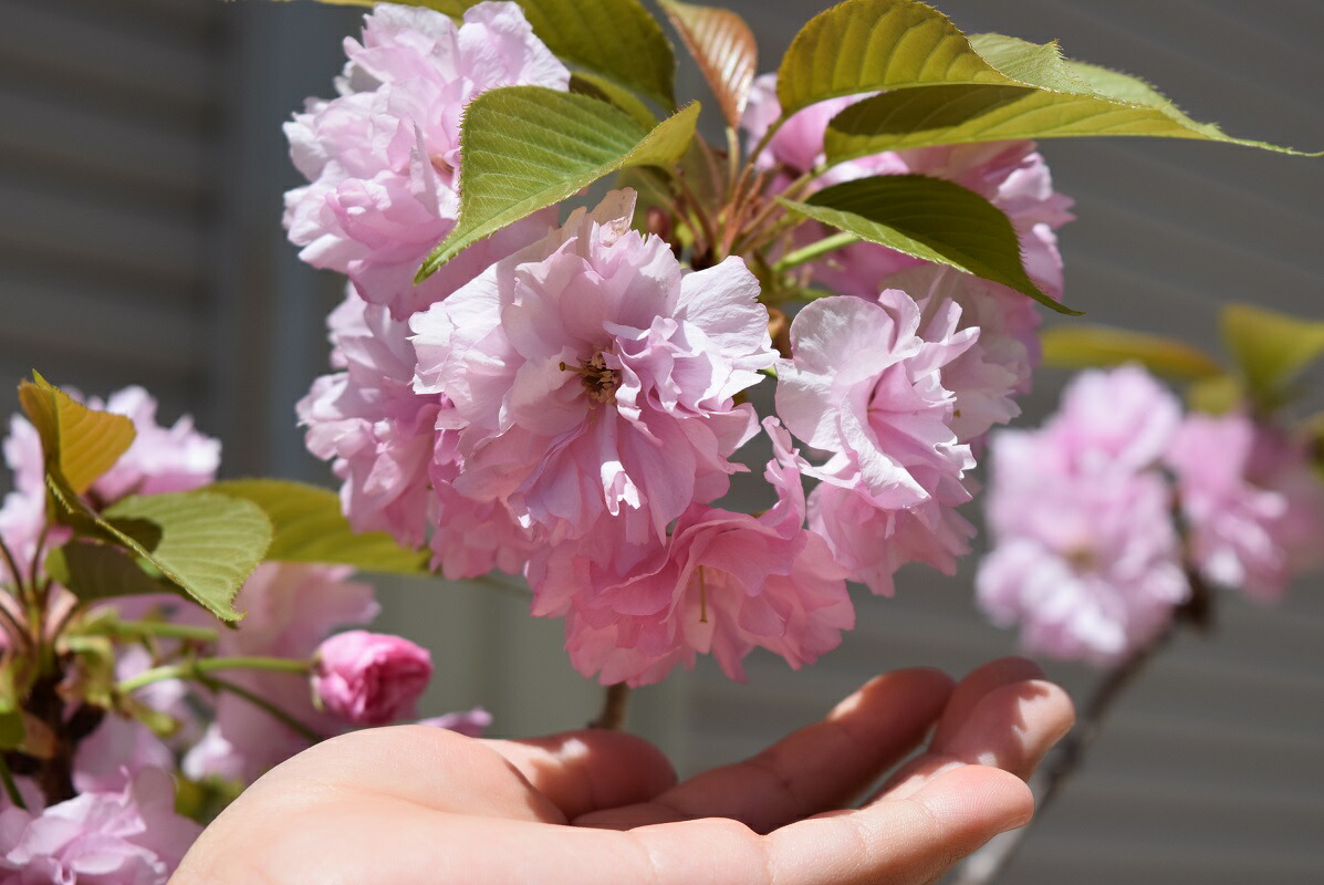 楽天市場 21年開花予定楊貴妃桜苗桜苗 さくら苗 八重桜苗 記念樹桜苗 園芸百貨店何でも揃うこぼんさい