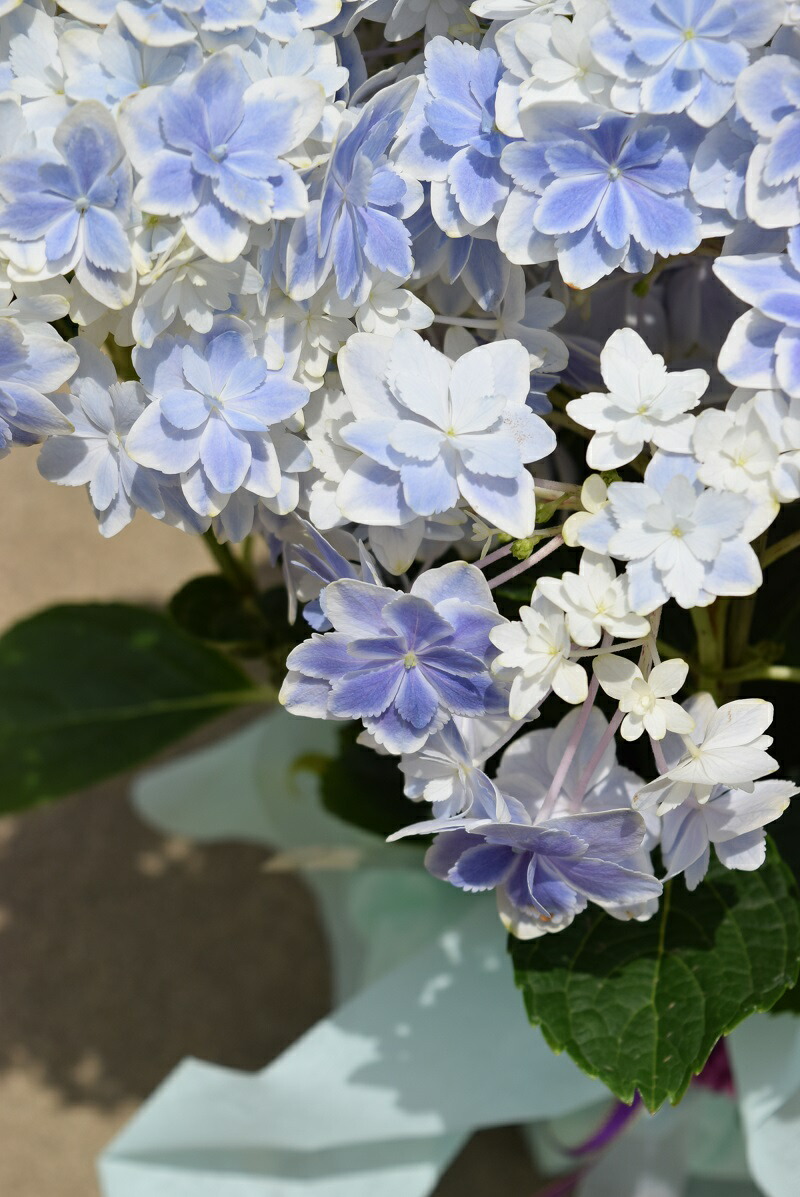 年頃 月明に繁栄紫陽花鉢植えマザーの時代進物万華鏡紫陽花母の日時凡俗にお届け適当 万華鏡アジサイ 桜色と 青碧組み Sokunou 植木鉢花 Oceankaart Com