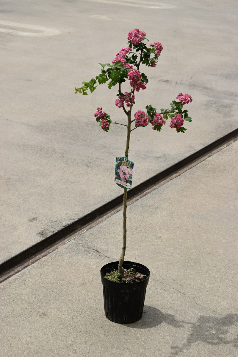 楽天市場 紅花八重さんざし苗 サンザシ苗木 園芸百貨店何でも揃うこぼんさい