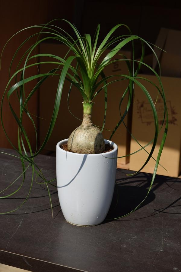 縁起物観葉植物 トックリランはとても丈夫で育てやすいです
