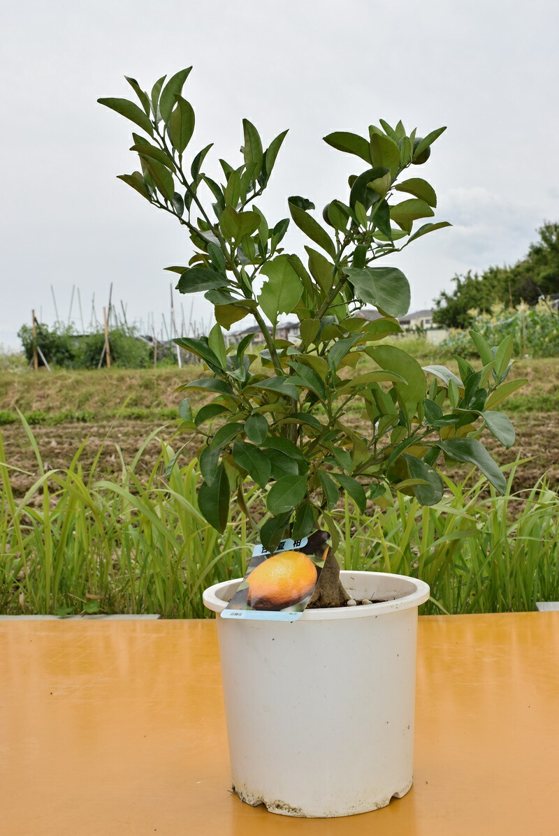 楽天市場 果樹鉢植え甘夏柑 園芸百貨店何でも揃うこぼんさい