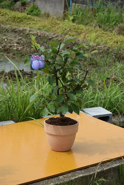 楽天市場 21年プルーンスタンレー鉢植え果樹鉢植え実はついておりません 園芸百貨店何でも揃うこぼんさい