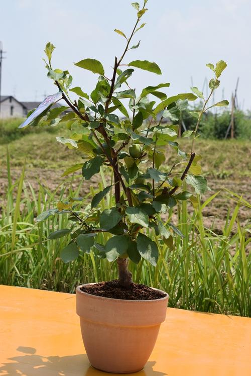 楽天市場 21年プルーンスタンレー鉢植え果樹鉢植え実はついておりません 園芸百貨店何でも揃うこぼんさい