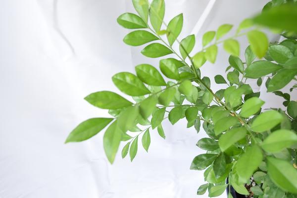 シルクジャスミン 観葉植物プラ鉢苗シルクジャスミン ゲッキツ 月橘 観葉植物 Educaps Com Br