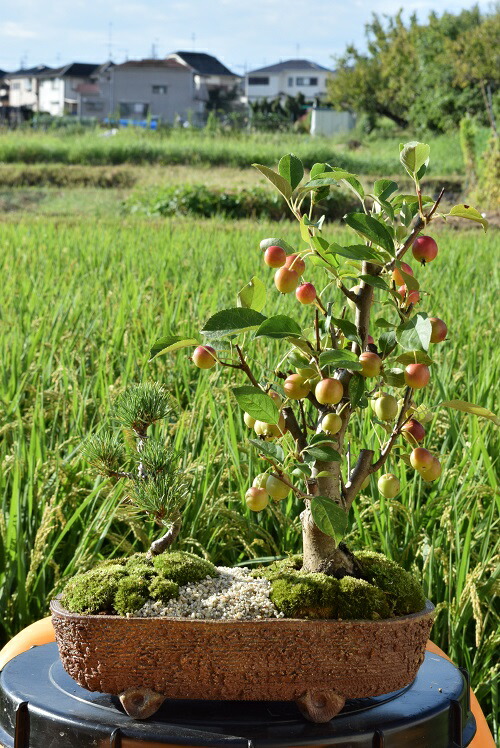 人気特価激安 大切な人への贈り物盆栽 姫りんご 五葉松 寄せ植え ギフト ポイント10倍 Sicemingenieros Com