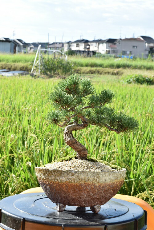 楽天市場】盆栽 ：米栂 *現品 一点物 こめつが コメツガ Kometsuga