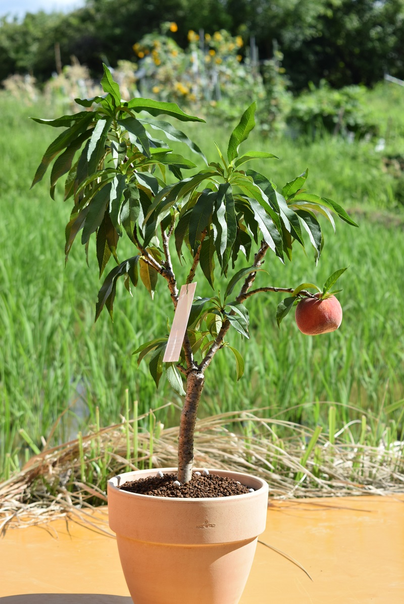 楽天市場 プレゼントに育てる桃鉢植え桃の鉢植え食べれるモモ 鉢植え 7月頃小さい 実がなります ボナンザピーチ 西洋桃 園芸百貨店何でも揃うこぼんさい