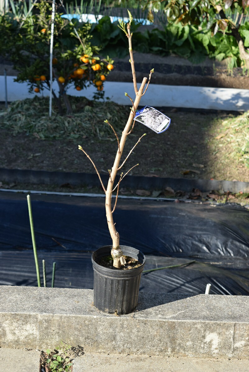 ライラック苗 楽天市場】ミシェルブッチャーライラックピンク系のライラック苗 2025