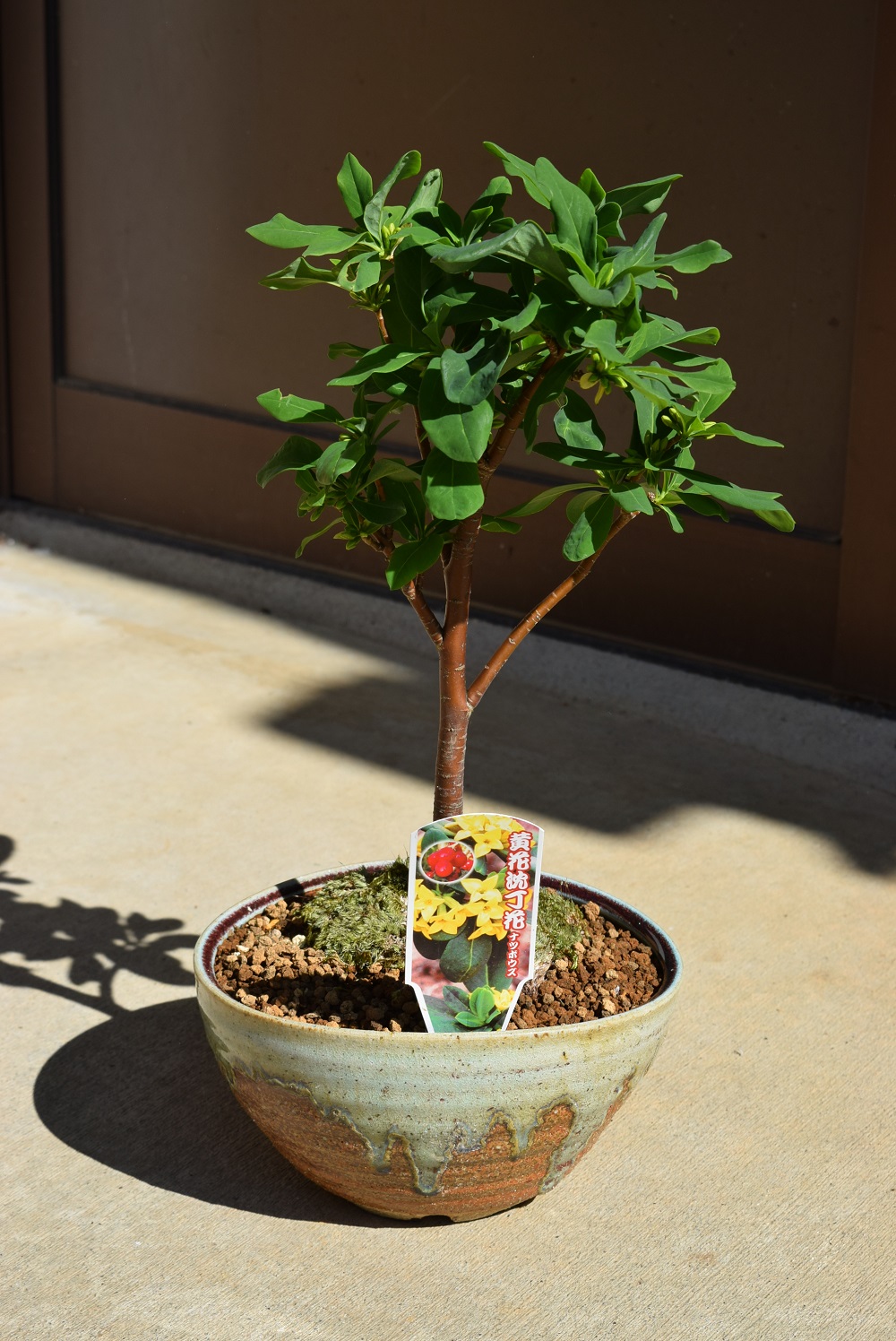 楽天市場 22年３月開花いい香りの 沈丁花 鉢植え 赤花 ジンチョウゲ 花の香り 毎年３月開花 自然の香水 三大香木 初心者向け 生垣 園芸百貨店何でも揃うこぼんさい