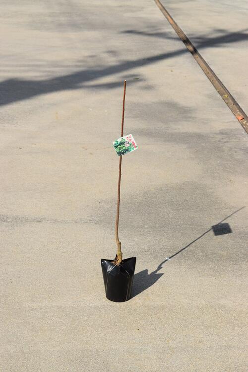 楽天市場 朝倉山椒苗 あさくらさんしょう の苗木 接木苗 山椒苗木 園芸百貨店何でも揃うこぼんさい