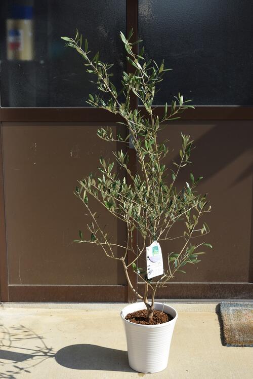 楽天市場 オリーブ鉢植え 観葉植物オリーブ 1センチ前後 園芸百貨店何でも揃うこぼんさい