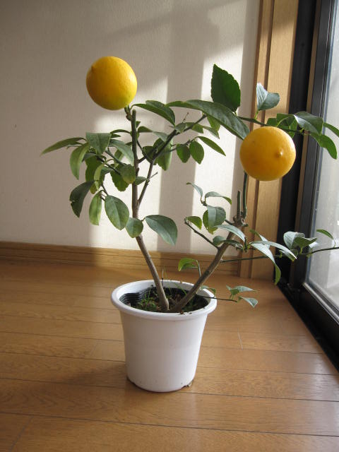 プレゼント2026年開花後実のなるレモン自宅でも檸檬の収穫か゛できますプラ鉢入り レモンの木で　　天然レモンパックで　美肌になるかも　　　プレゼントに最適　レモンの木