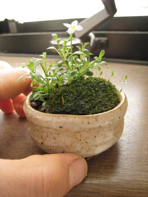 楽天市場】2025年4月に開花ハナミズキミニミニ鉢植えハナミズキ紅白