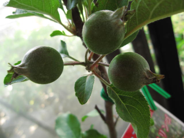 楽天市場】一杯実を付けてお届けします 果樹苗 リンゴ ( りんご