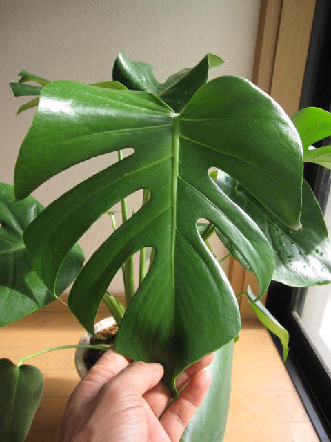 楽天市場】観葉植物【モンステラ属】姫モンステラ4号Sセメント鉢(GG35A