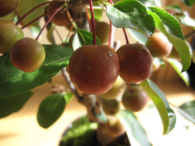 楽天市場 21年実物盆栽紅深山カイドウ 実物盆栽 みもの盆栽 小さい赤いリンゴ実付きです 園芸百貨店何でも揃うこぼんさい