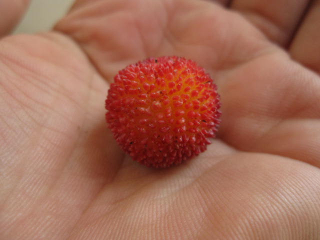 楽天市場】◇木いちご◇≪木苺・170≫キイチゴ◇ラズベリー◇落葉樹