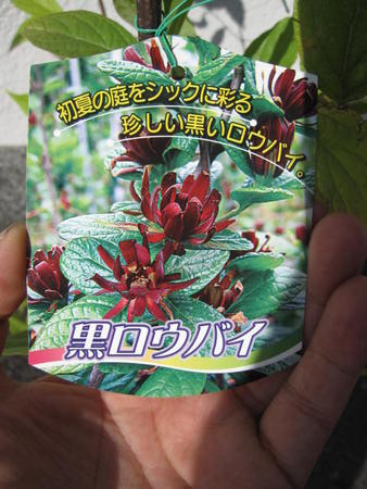 楽天市場 黒ロウバイ苗黒花蝋梅 21年開花予定の苗です 園芸百貨店何でも揃うこぼんさい