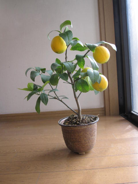 楽天市場 プレゼント 育てるレモンの木で 天然レモンパックで 美肌になるかも レモンの鉢植え 園芸百貨店何でも揃うこぼんさい