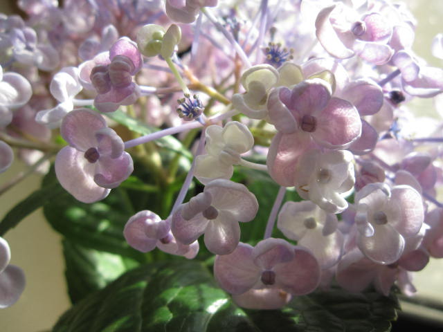 楽天市場 年6月に開花のアジサイ 紫陽花の鉢植え おたふくアジサイ お多福アジサイ 園芸百貨店何でも揃うこぼんさい