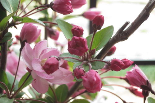 楽天市場 ギフト盆栽年4月頃開花ハナカイドウ桜桜盆栽盆栽花海棠桜ハナカイドウ桜盆栽春にお花見ができます鉢花 園芸百貨店何でも揃うこぼんさい