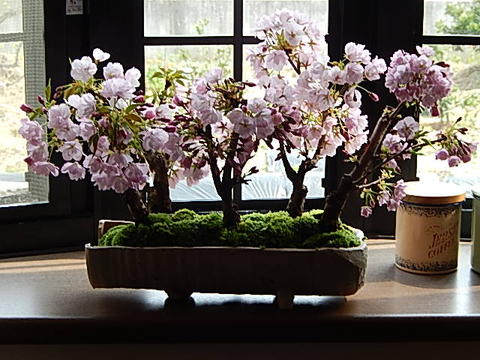 桜盆栽サクラ自宅で桜の満開を楽しむ2020年4月開花の桜盆栽となります。桜盆栽桜並木桜盆栽サクラ盆栽お祝い桜盆栽信楽鉢入りお祝い事のプレゼントに