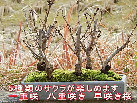 21年4月頃開花盆栽桜の方舟桜盆栽豪華桜5種桜寄せ植え桜盆栽 送料無料 御殿場桜 南殿桜 旭山桜 楊貴妃桜 陽光桜 種類の桜 桜盆栽となります 海外でも Bonsai ボンサイと言います 1stfitness Az