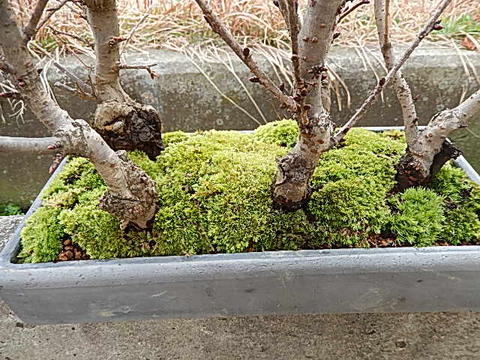 21年4月頃開花盆栽桜の方舟桜盆栽豪華桜5種桜寄せ植え桜盆栽 送料無料 御殿場桜 南殿桜 旭山桜 楊貴妃桜 陽光桜 種類の桜 桜盆栽となります 海外でも Bonsai ボンサイと言います Prescriptionpillsonline Is