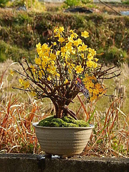 楽天市場 21年開花オウバイ黄梅黄梅の梅盆栽 黄色の小さいお花が 二月頃に開花します 園芸百貨店何でも揃うこぼんさい