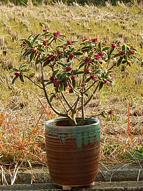 楽天市場 沈丁花前島21年開花3月 4月頃開花ジンチョウゲ鉢植え花の香りがいいかおりがします 自然の香水 沈丁花覆輪沈丁花 前島 園芸百貨店何でも揃うこぼんさい